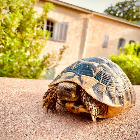 A Avec Piscine Pour 8 Personnes En Corse Du Sud